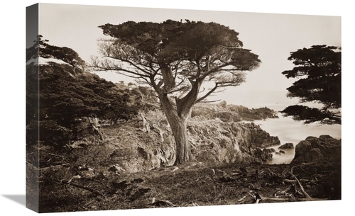 22 in. Cypress Point, Monterey, California, about 1880s Ar