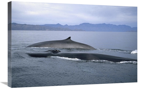 Global Gallery GCS-451080-2030-142 20 x 30 in. Fin Whale in Winter Fee