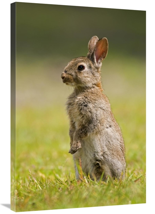 Global Gallery GCS-398240-2436-142 24 x 36 in. European Rabbit Juvenil