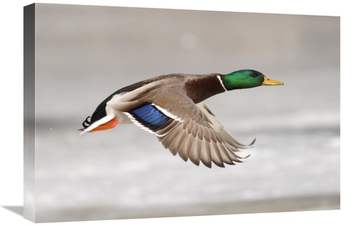 Global Gallery GCS-397334-1624-142 16 x 24 in. Mallard Male Flying&#44