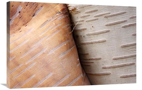 Global Gallery GCS-397612-2436-142 24 x 36 in. Paper Birch Bark Peelin