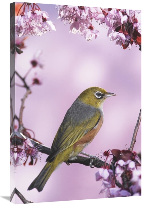 24 x 36 in. Silvereye on Cherry Blossom in Spring, Christchurch&#4