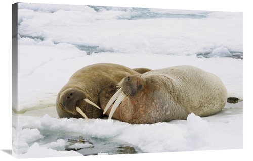 Global Gallery GCS-452707-2436-142 24 x 36 in. Walrus Male & Female on