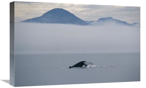 Global Gallery GCS-450991-1624-142 16 x 24 in. Humpback Whale Tail,