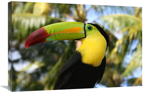 Global Gallery GCS-486638-30-142 30 in. Tucan Art Print - Vic Schendel