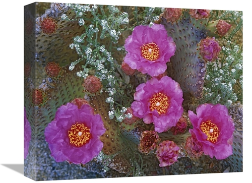 Global Gallery GCS-396059-16-142 16 in. Beavertail Cactus Flowering&#4