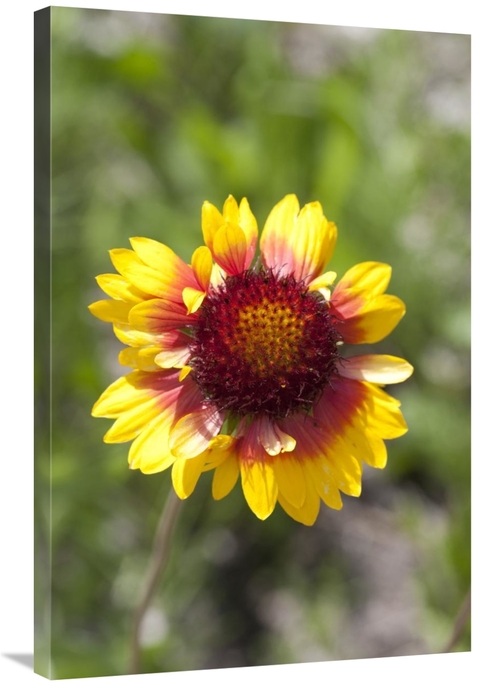 Global Gallery GCS-395467-2436-142 24 x 36 in. Annual Coreopsis Flower