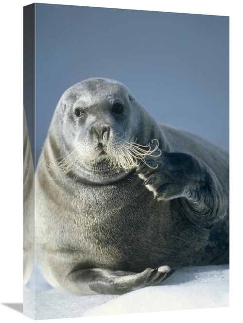 Global Gallery GCS-451184-1624-142 16 x 24 in. Bearded Seal Scratching