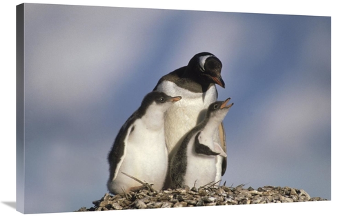 Global Gallery GCS-452895-2436-142 24 x 36 in. Gentoo Penguin Chicks B