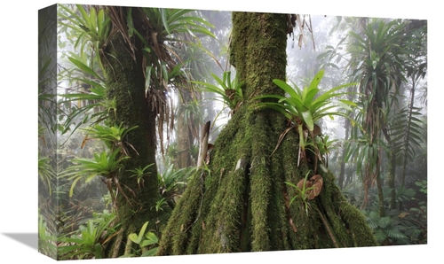 Global Gallery  12 x 18 in. Bromeliad & Tree Fern At 1600 Meters Altit