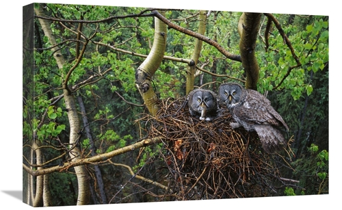 Global Gallery GCS-451924-1624-142 16 x 24 in. Great Gray Owl Pair Nes