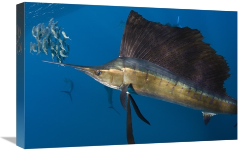 Global Gallery GCS-397923-1624-142 16 x 24 in. Atlantic Sailfish Hunti