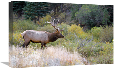 Global Gallery GCS-486444-22-142 22 in. Bull Elk on Watch Art Print - 