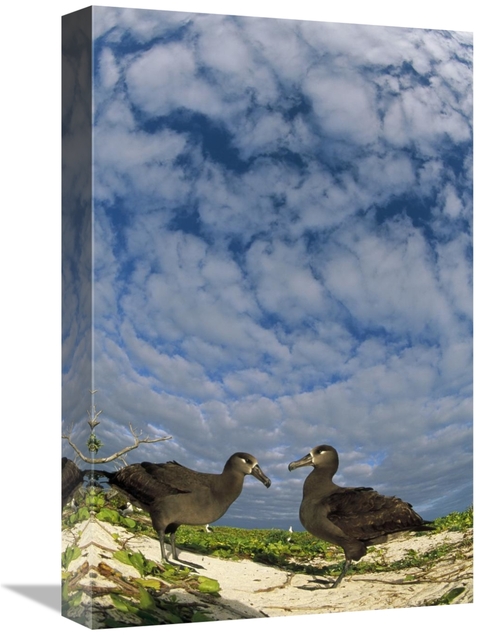 Global Gallery GCS-451438-1218-142 12 x 18 in. Black-Footed Albatross 