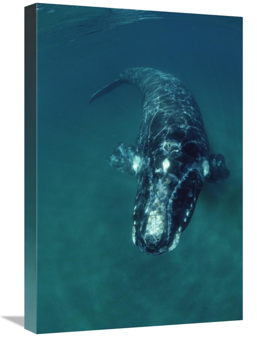 Global Gallery GCS-450652-1624-142 16 x 24 in. Southern Right Whale Sw