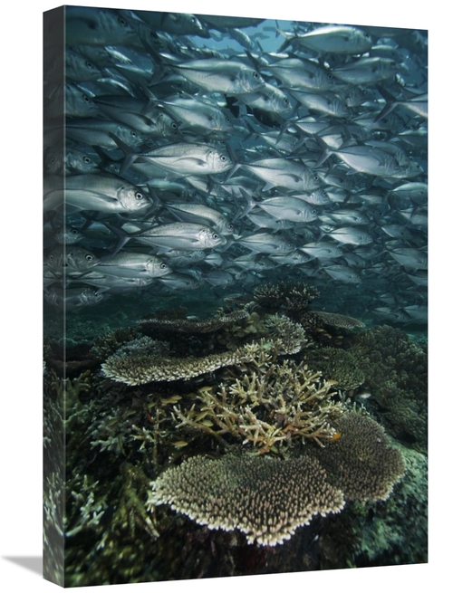 Global Gallery GCS-453562-1624-142 16 x 24 in. Bigeye Trevally Schooli