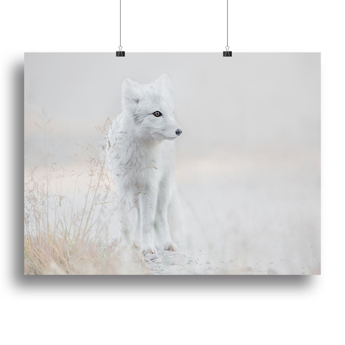 Fox Looking around Canvas Print or Poster