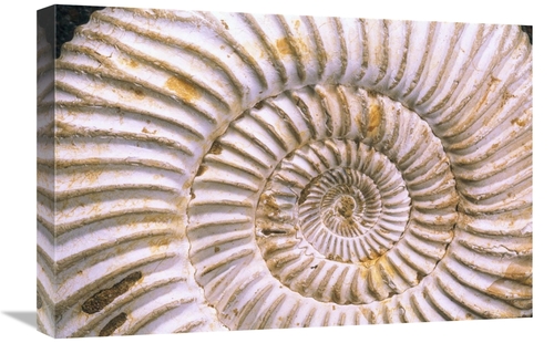 Global Gallery GCS-397896-1624-142 16 x 24 in. Fossil of Ammonite,