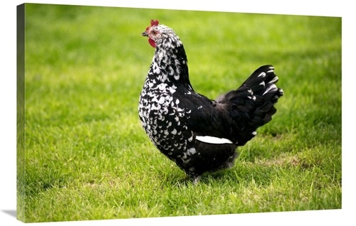 Global Gallery GCS-397528-2436-142 24 x 36 in. Domestic Chicken, G