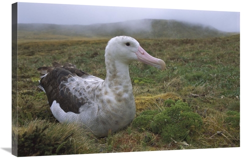 Global Gallery GCS-451802-2436-142 24 x 36 in. Tristan Albatross Femal