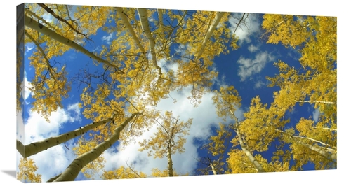 Global Gallery GCS-467669-36-142 36 in. Looking Up At Blue Sky Through