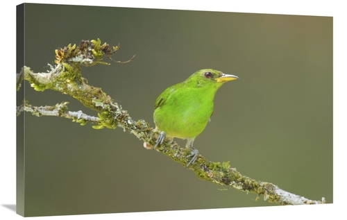 Global Gallery GCS-397291-2436-142 24 x 36 in. Green Honeycreeper Fema
