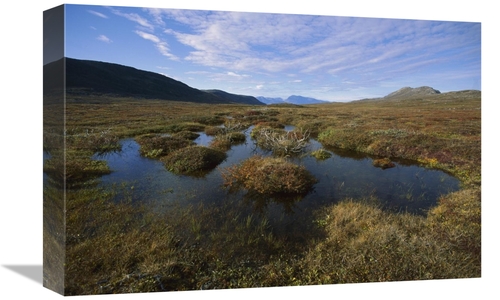 Global Gallery GCS-451546-1218-142 12 x 18 in. Tundra Bog in Autumn Co