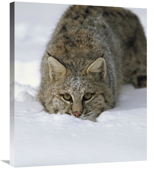 Global Gallery GCS-452286-30-142 30 in. Bobcat Crouching in Snow, 