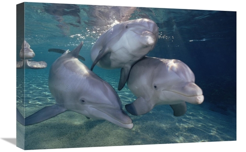 Global Gallery GCS-397848-1624-142 16 x 24 in. Bottlenose Dolphin Trio