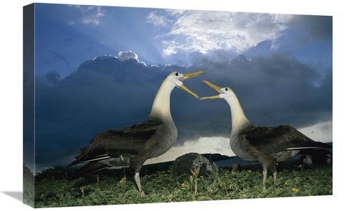 Global Gallery GCS-451738-1624-142 16 x 24 in. Waved Albatross Courtsh