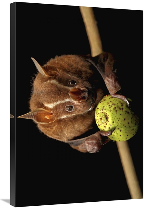 Global Gallery GCS-398574-2436-142 24 x 36 in. Great Fruit-Eating Bat 