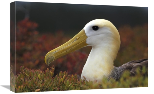 Global Gallery GCS-451360-1624-142 16 x 24 in. Waved Albatross Portrai