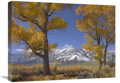 Global Gallery GCS-396406-1824-142 18 x 24 in. Cottonwood Trees, F