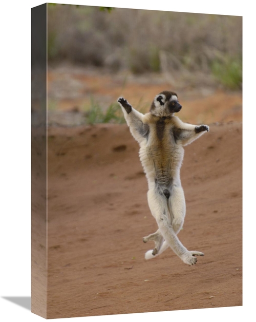 Global Gallery GCS-453040-1218-142 12 x 18 in. Verreauxs Sifaka Hoppin