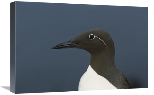 Global Gallery GCS-451749-1624-142 16 x 24 in. Common Murre, Shetl