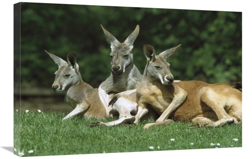 Global Gallery GCS-452568-2030-142 20 x 30 in. Red Kangaroo Trio Relax