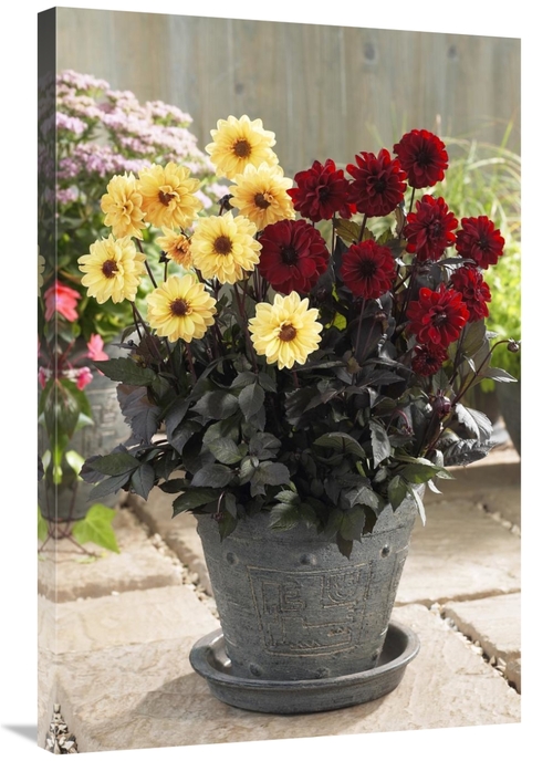 Global Gallery GCS-398407-2436-142 24 x 36 in. Dahlia Yellow Chic & Ch