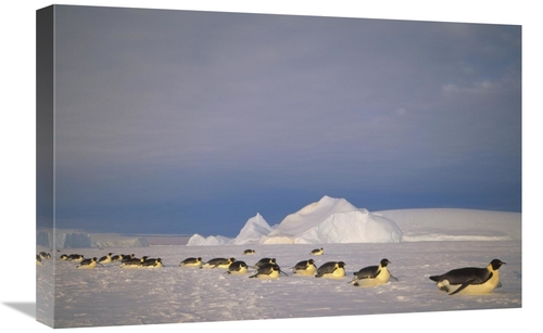 Global Gallery GCS-451120-1624-142 16 x 24 in. Emperor Penguins Tobogg