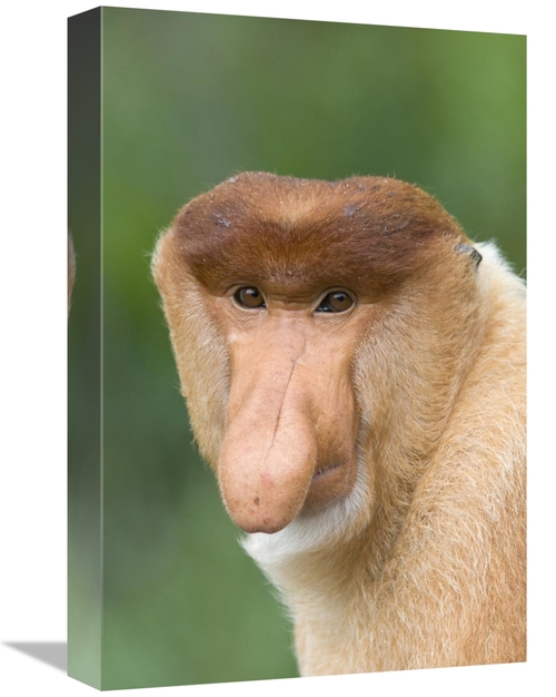 Global Gallery GCS-395806-1218-142 12 x 18 in. Proboscis Monkey Male&#