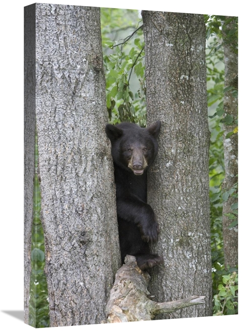 Global Gallery GCS-395411-1624-142 16 x 24 in. Black Bear Juvenile Mal