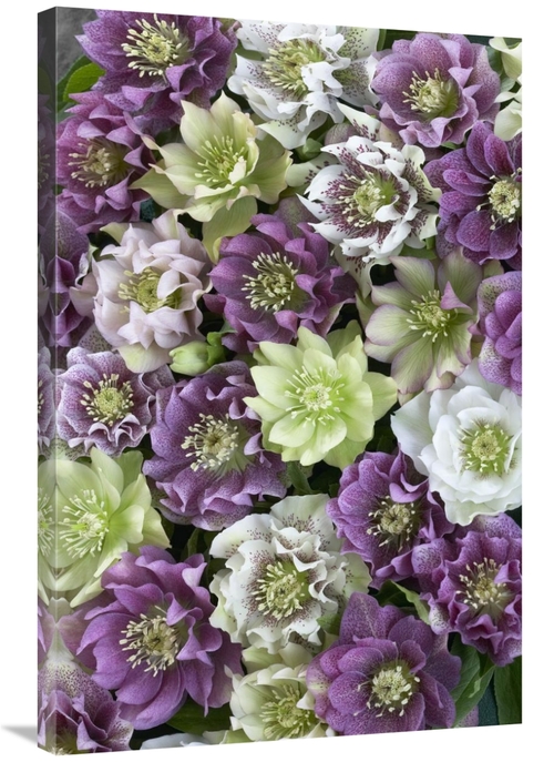 Global Gallery GCS-398330-2436-142 24 x 36 in. Hellebore Flowers Art P