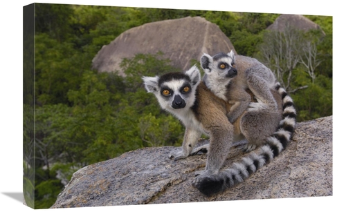 Global Gallery GCS-453241-1624-142 16 x 24 in. Ring-Tailed Lemur & You