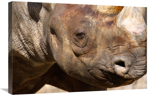 Global Gallery GCS-486601-30-142 30 in. Rhino Art Print - Vic Schendel