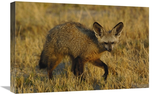 Global Gallery GCS-453266-1624-142 16 x 24 in. Bat-Eared Fox Portrait&
