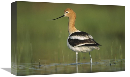 Global Gallery GCS-395927-1218-142 12 x 18 in. American Avocet in Bree