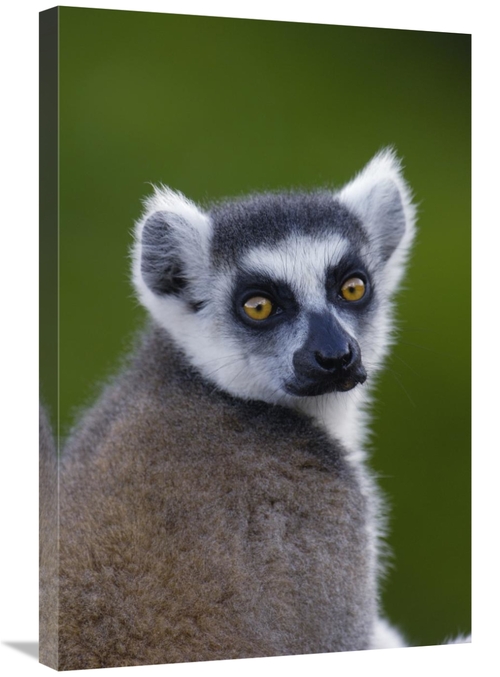 Global Gallery GCS-397948-2030-142 20 x 30 in. Ring-Tailed Lemur Portr