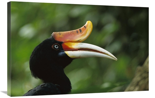 Global Gallery GCS-453010-2436-142 24 x 36 in. Rhinoceros Hornbill Pro