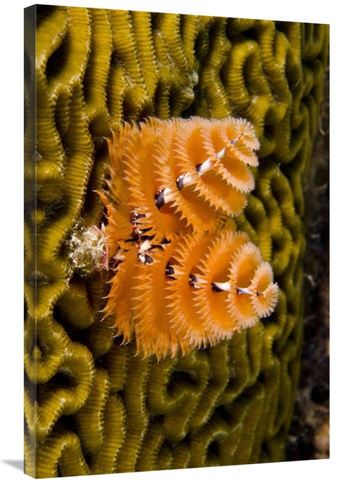 Global Gallery GCS-397894-2436-142 24 x 36 in. Christmas Tree Worm Fil