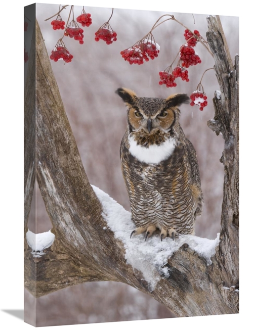 Global Gallery GCS-397377-1624-142 16 x 24 in. Great Horned Owl in Win