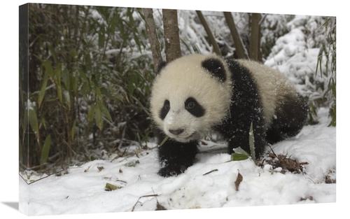 Global Gallery GCS-453024-2030-142 20 x 30 in. Giant Panda Six Month O
